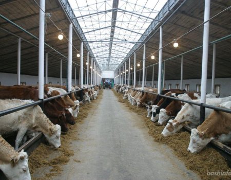 В развитие молочной отрасли Башкирии инвестируют 60 млрд рублей