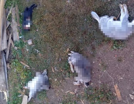 В Башкортостане неизвестный зверь убил несколько кроликов