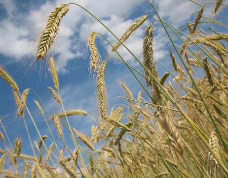 Башкортостан экспортировал больше 200 тысяч тонн зерна