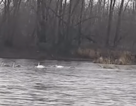 Башкирские лебеди не хотят улетать на юг: видео очевидцев