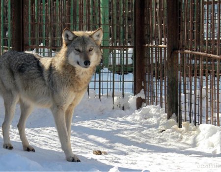 В Башкортостане возле деревни активизировались дикие волки