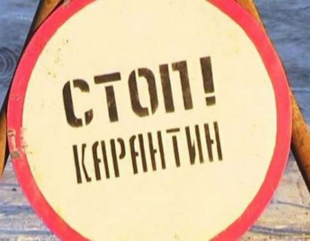В Бакалинском районе Башкортостана ввели карантин по бешенству