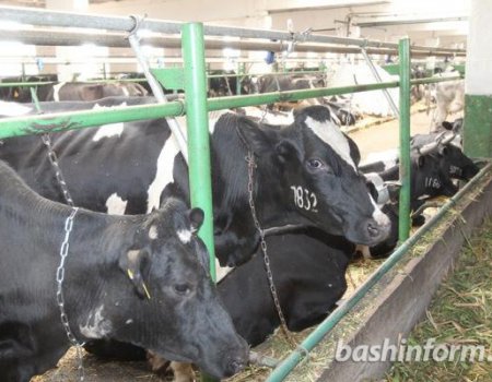 В Башкортостане на молочной ферме рабочего затянуло в транспортер для навозоудаления