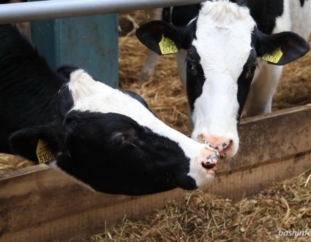 В одном из районов Башкортостана у коров обнаружили лейкоз