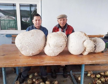 Житель Башкортостана нашел гигантские грибы
