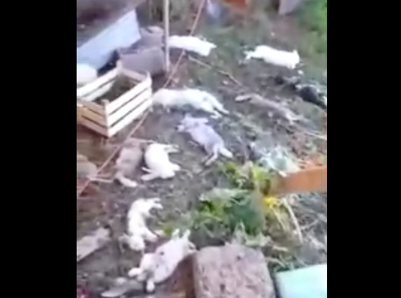 В Башкортостане неизвестный зверь загрыз десятки кроликов