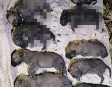 Мэр Стерлитамака о расправе над животными: «Многое указывает на то, что щенки были убиты»