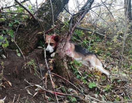 Ветеринары из Уфы спасли собаку: живодеры час избивали животное и проломили голову топором