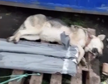 В Башкортостане неизвестные застрелили сторожевого пса на глазах у людей