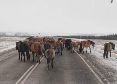 В Башкортостане владельцам лошадей рекомендовано установить животным светоотражающие ленты