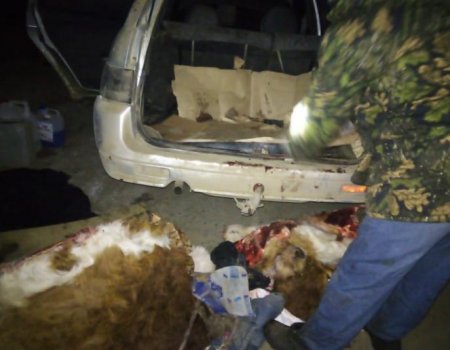 Житель Башкортостана прикармливал чужих коров, а затем убивал и отрезал уши