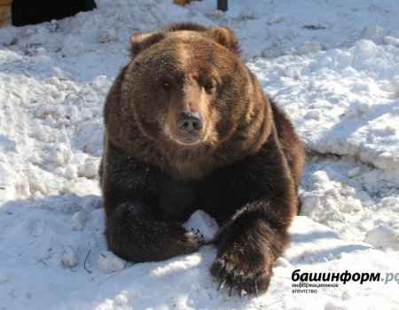 «Он бешеный!»: жителей Башкортостана напугал проснувшийся медведь