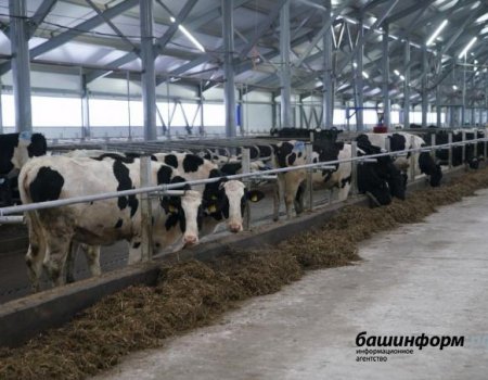 Венгерская корпорация планирует производить молоко в Башкортостане
