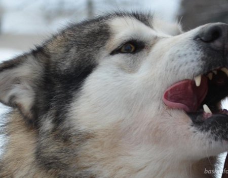 В Башкортостане собаки ежегодно кусают более 10 тысяч человек