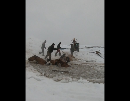 Конезаводчик рассказал о состоянии лошадей, провалившихся в Башкортостане под лед