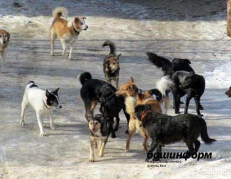 Жители Уфы обратились к главе республики с проблемой бродячих собак