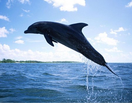 Мэрия Уфы ответила на коллективные обращения активистов против строительства дельфинария