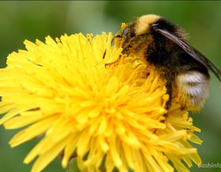 В Башкортостане предложили учредить День пчеловода