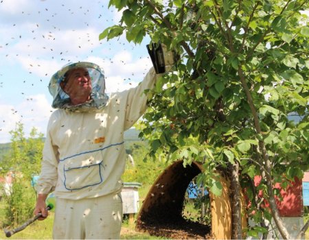 Пчеловоды Башкортостана обратятся к депутатам с просьбой рассмотреть запрет на рубку липы
