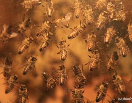 В Башкортостане предложили организовать центр компетенции пчеловодов