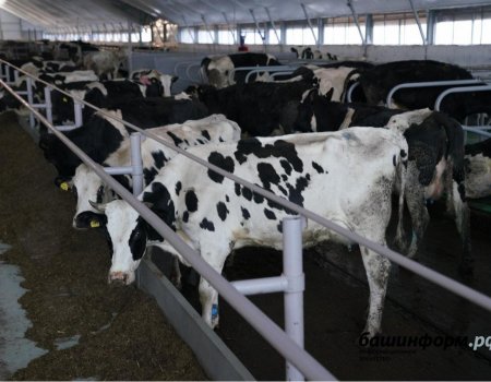 Летом 2020 года в Башкортостане планируется запуск крупнейшей фермы на 2,8 тыс. коров