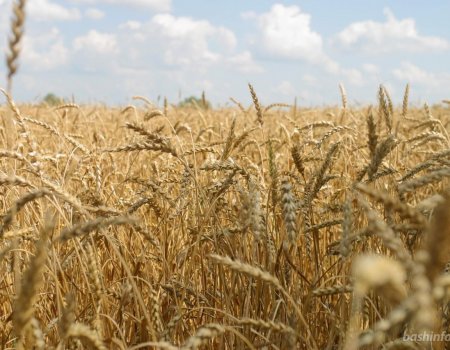 В Башкортостане пострадавшие от прошлогодней засухи аграрии получат компенсации