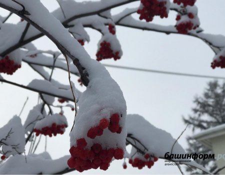 МЧС Башкортостана предупреждает о мокром снеге, гололедице и штормовом ветре