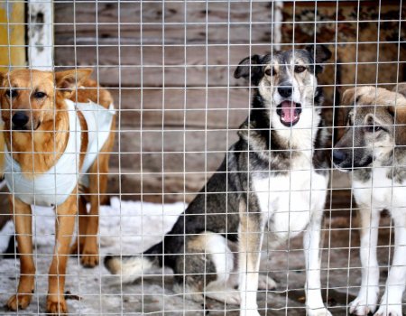 В Башкортостане планируют создать собачьи приюты за счет бюджетных средств