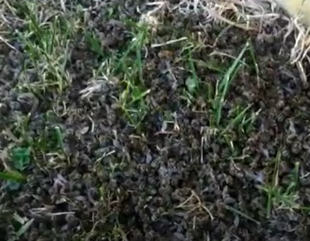 В Чишминском районе Башкортостана после обработок полей погибли пчелы