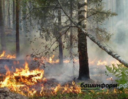 В Башкортостане сгорело 4,5 га леса