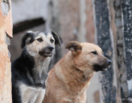 В Башкортостане планируют создать семь приютов для бездомных животных