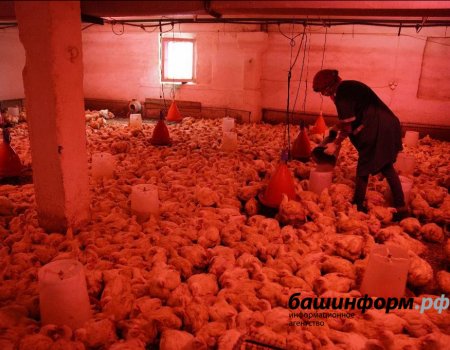 В Кигинском районе сельхозкооператоры развивают птицеводство и выращивают молодняк цыплят