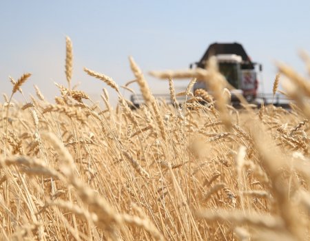 В Башкортостане уборка зерновых завершена на 98% площадей