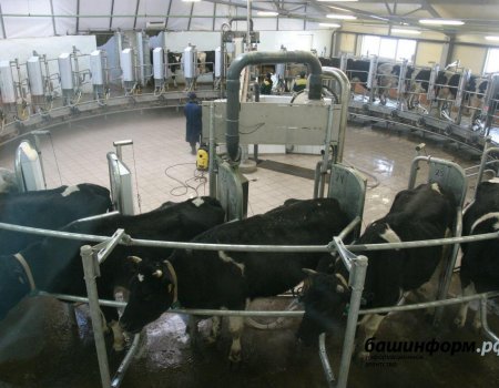 В Башкортостане девять хозяйств получили более 10 тысяч тонн молока
