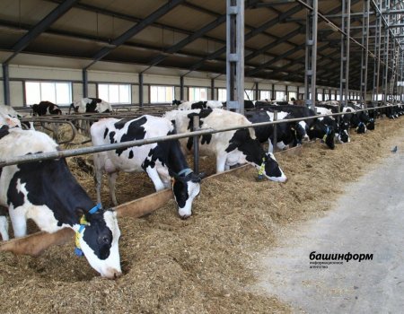 На сельхозпредприятии Башкортостана доили вместе здоровых и инфицированных коров