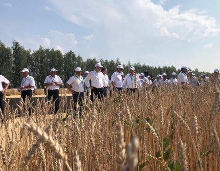 Средняя урожайность хлебов в Башкортостане — около 30 ц/га