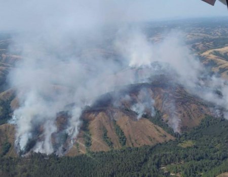 Эффективность работы глав регионов теперь будут оценивать и по сокращению площади лесных пожаров