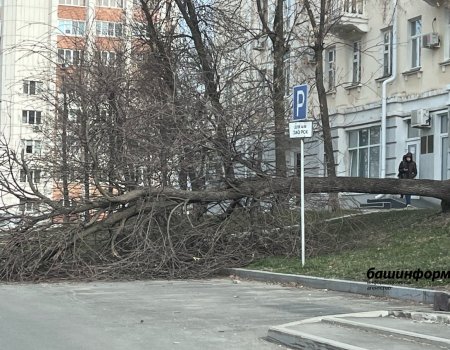 Первые последствия сильного ветра в Уфе: сорвало крышу и повалило деревья