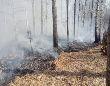 В одном из районов Башкортостана горит лес