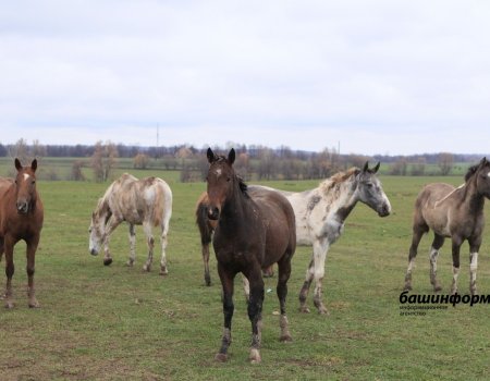 Стала известна причина гибели пяти лошадей и жеребенка в Башкортостане с «непонятными ранами»