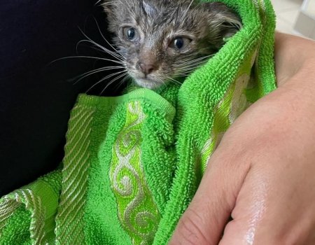 В Башкортостане сотрудники пожарного отряда спасли котенка