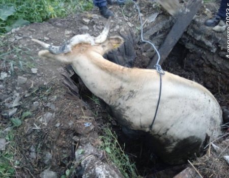 Спасатели Башкирии помогли угодившей в ловушку корове