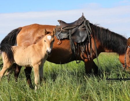 В Башкортостане начинается второй международный фестиваль «Башкирская лошадь»