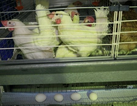 Под Уфой на птицефабрике подозревают заболевание кур «птичьим гриппом»