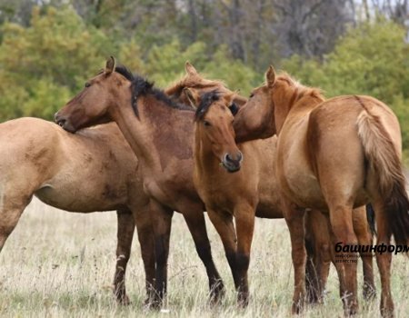 В Башкортостане открылся международный фестиваль лошадей башкирской породы «Башҡорт аты»