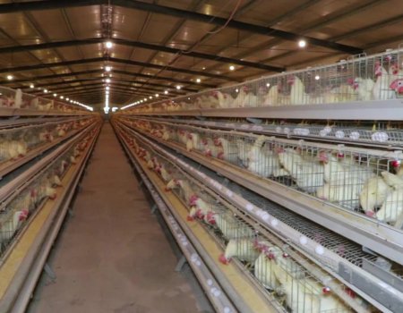 Роспотребнадзор Башкортостана проконтролирует процесс уничтожения павших от «птичьего гриппа» кур