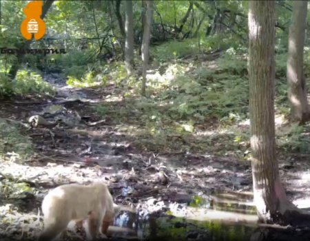 В национальном парке "Башкирия" зафиксировано появление видеозаписи с белым медвежонком