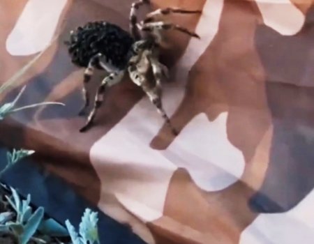 В Башкирии отдыхающих напугал огромный тарантул с детенышами на спине (видео)