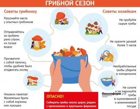 Грибной сезон в Башкортостане: основные правила сбора, заготовки и покупки