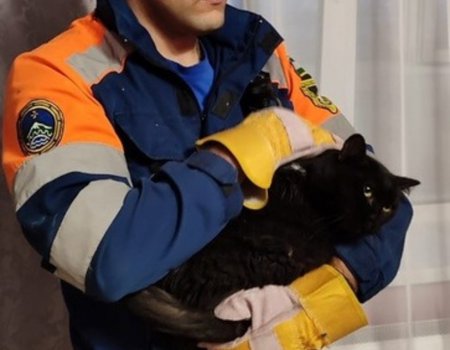 Уфимские спасатели помогли застрявшему котенку